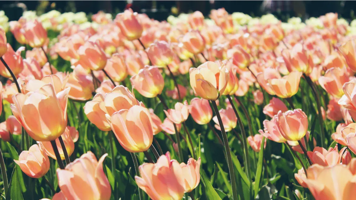 Choosing Tulip Bulbs