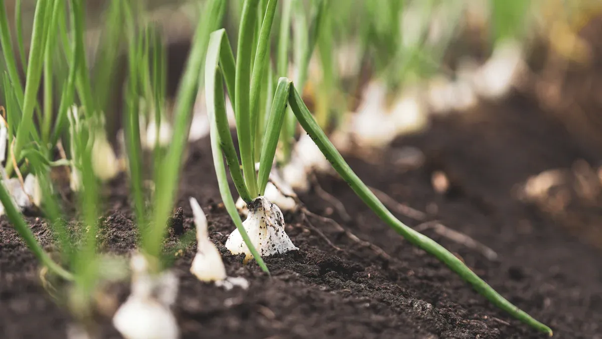 Planting