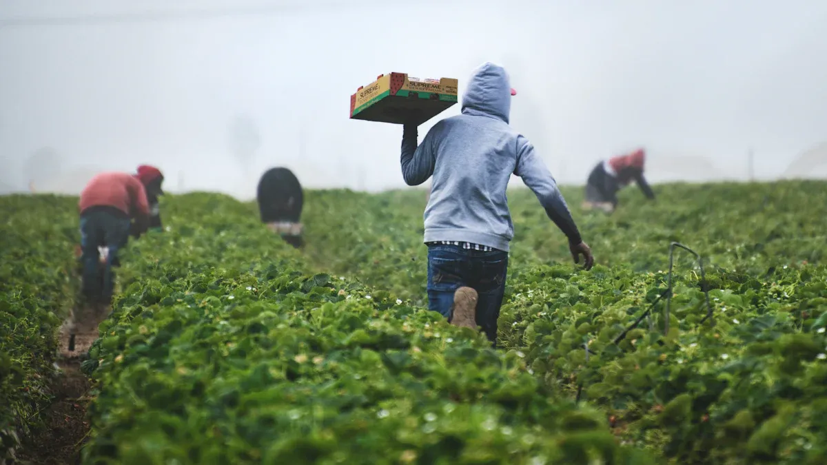 Practical Management of Triticale