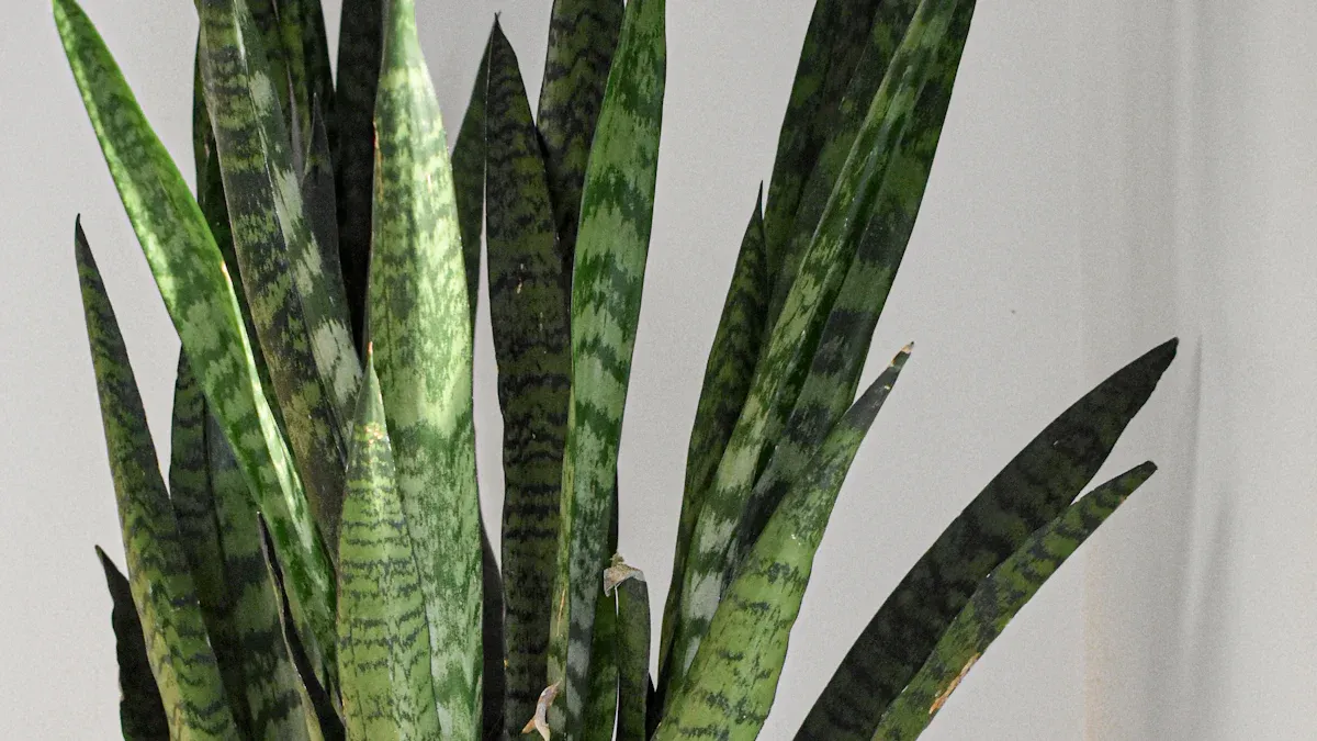 Methods to Propagate Cylindrical Snake Plant