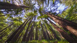 Sequoia Tree Vs Redwood: Comparing Giant Trees