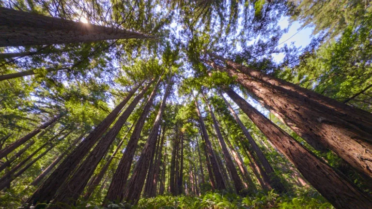 Sequoia Tree Vs Redwood: Comparing Giant Trees