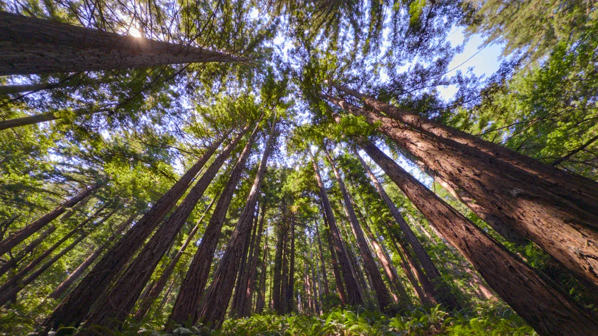 Sequoia Tree Vs Redwood: Comparing Giant Trees