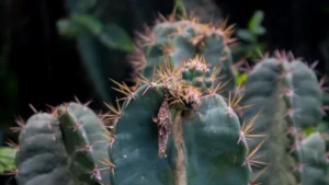 Why is My Cactus Turning Yellow?