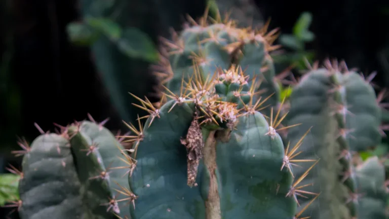 Why is My Cactus Turning Yellow?