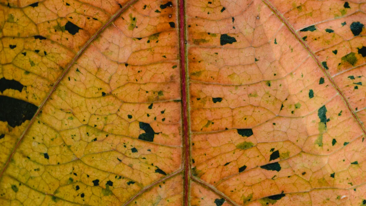 Symptoms of Loquat Diseases