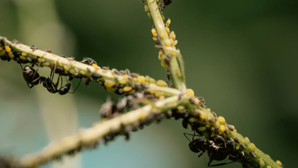 Identify Aphids on Wisteria