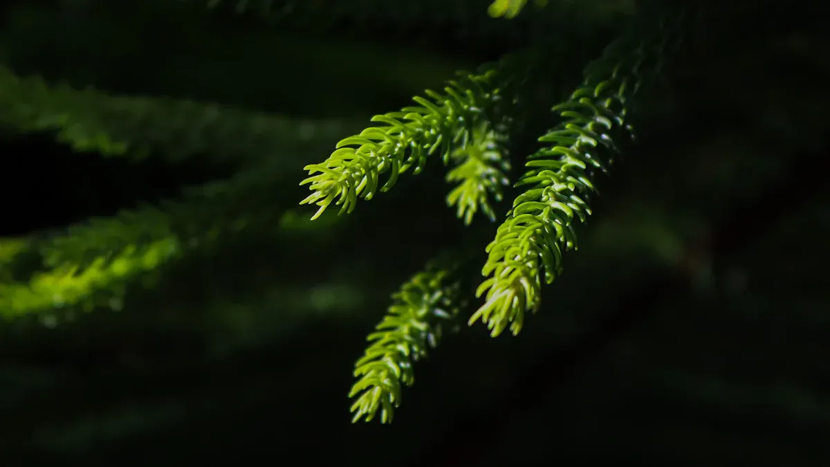 Symptoms of a Dying Pine Tree