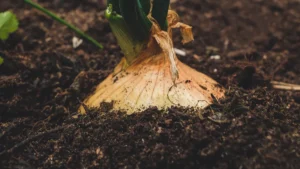 The Role of Mycorrhizae in Soil Health