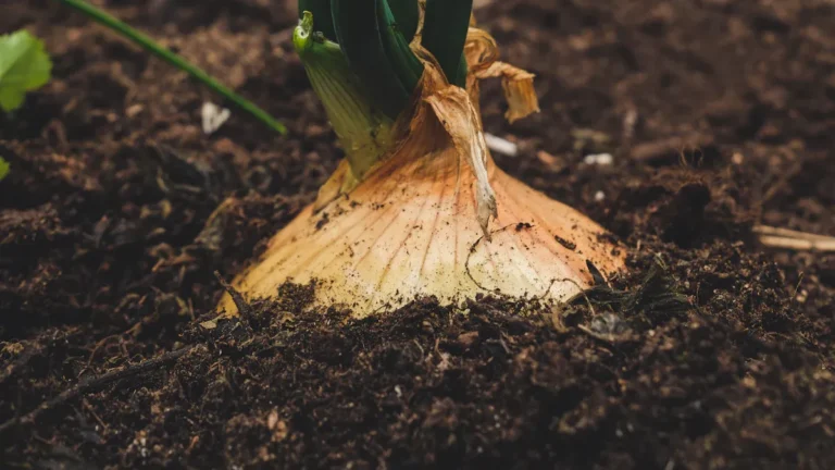 The Role of Mycorrhizae in Soil Health