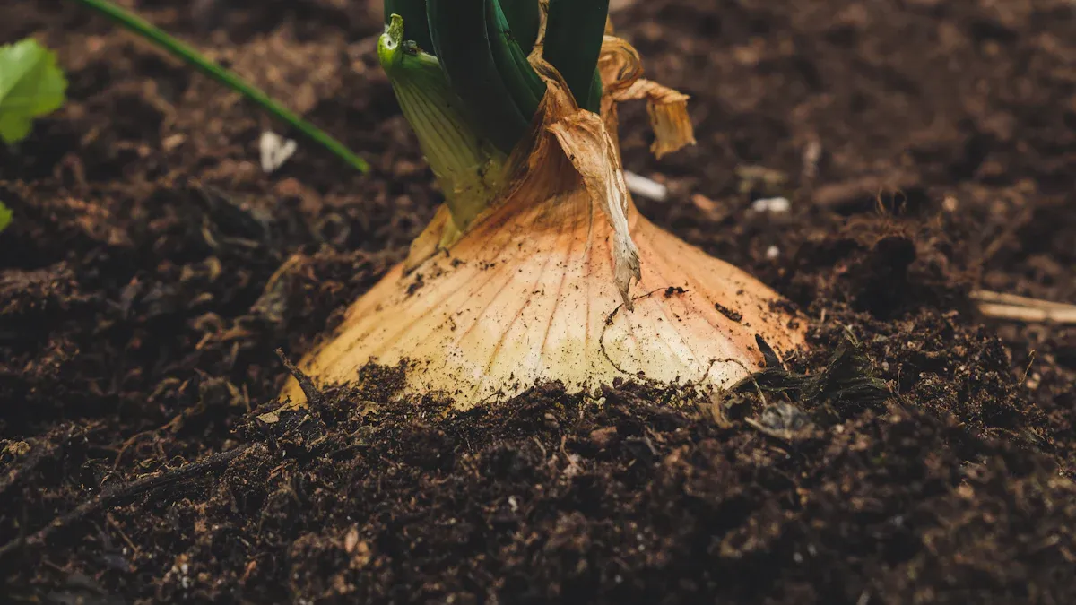 The Role of Mycorrhizae in Soil Health