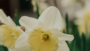 What to Do After Daffodils Bloom