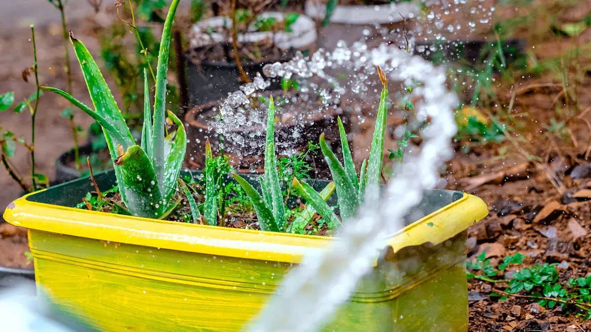 Prevent Spider Mites