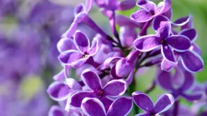 How to Make Your Lilacs Bloom Boldly Every Year