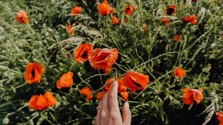 Poppy Plant Harvesting: The Best Time and Technique for Optimal Yields