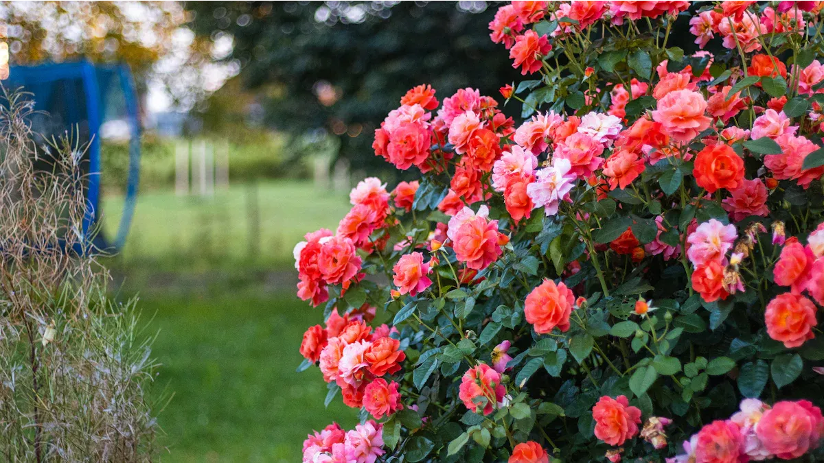 Why Your Rose Bush Isn’t Flowering and How to Fix It