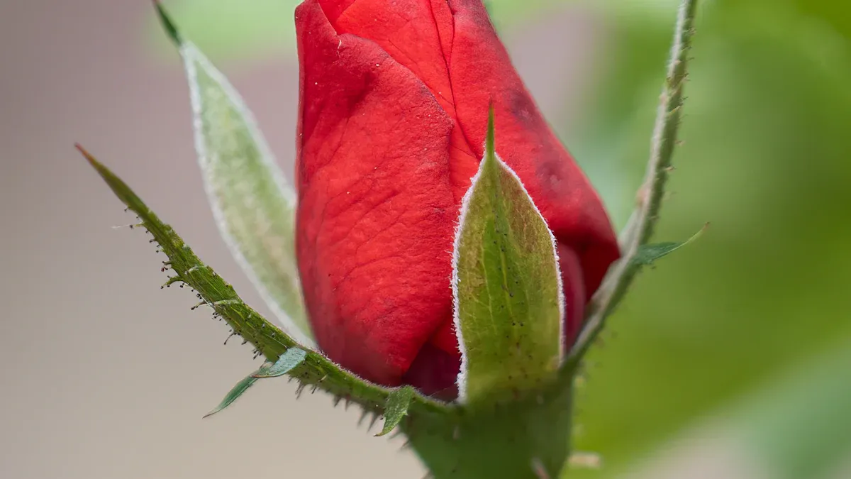 Caring For Your Red Roses