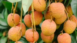 How Tall Does a Lychee Plant Grow?