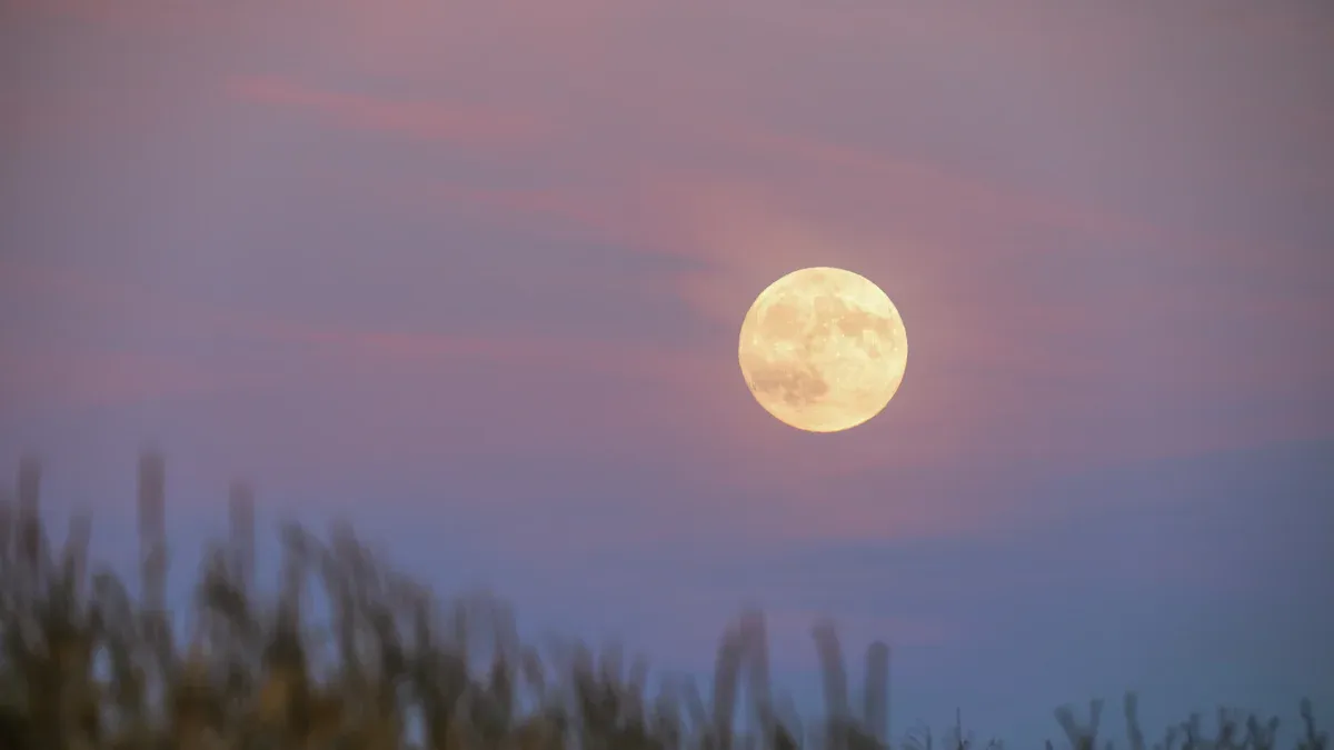 The Best Times to Harvest According to the Moon Phases