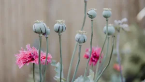Poppy Plant Growth Stages: From Seed to Bloom – What to Expect