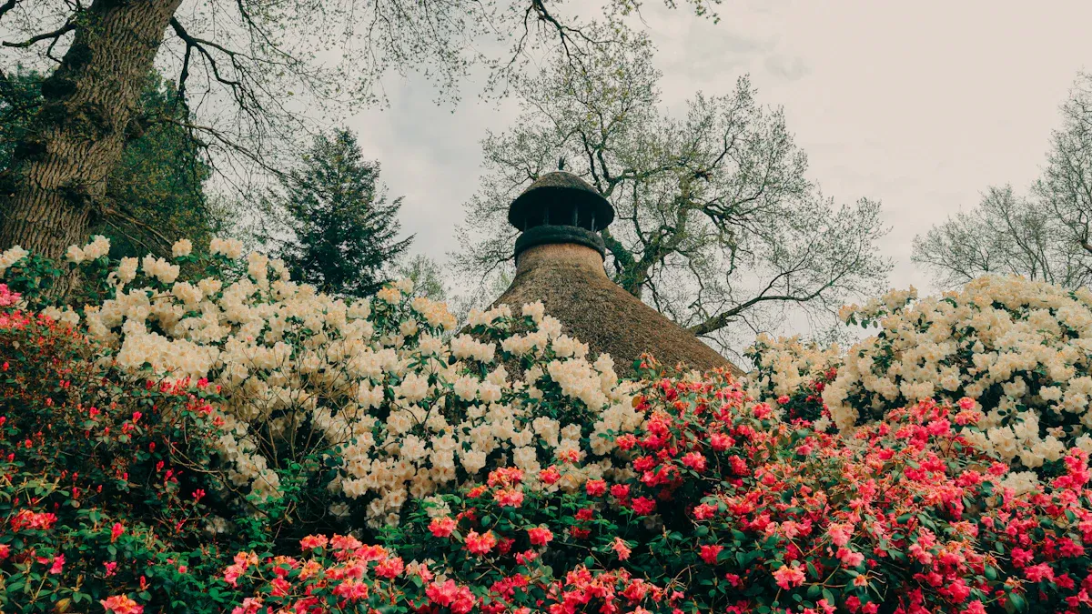 Preparing for Early Spring Hydrangea