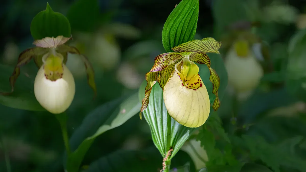 How to Transplant Lady Slipper Plant