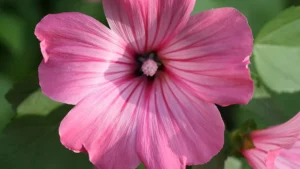 Different Types of Mallow Plants: A Complete Guide for Gardeners