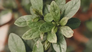 Common Rose of Sharon Plant Diseases: How to Identify and Treat Them Early