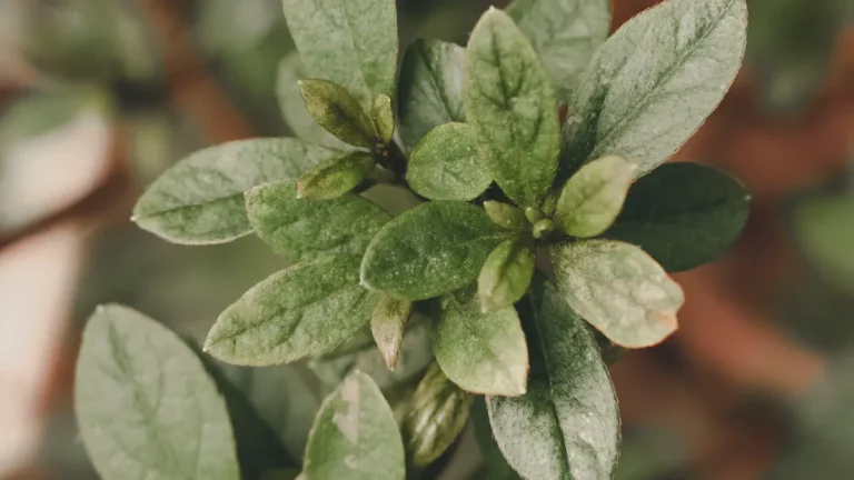 Common Rose of Sharon Plant Diseases: How to Identify and Treat Them Early