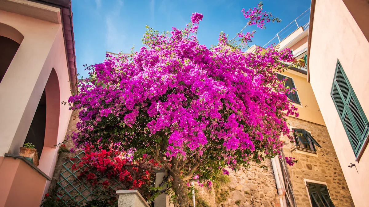 Bougainvillea