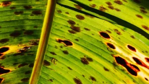 Common Chinese Elm Tree Diseases: Identification and Treatment for a Healthy Tree