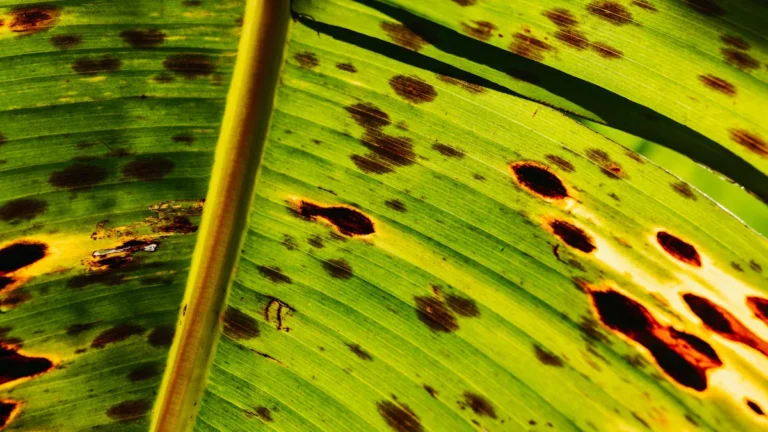 Common Chinese Elm Tree Diseases: Identification and Treatment for a Healthy Tree