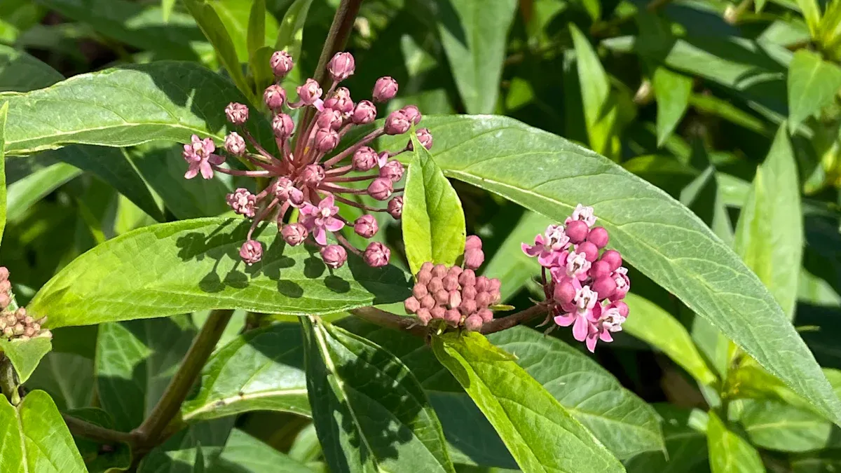 Understanding Native Plants