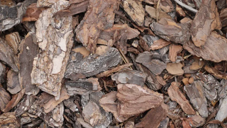 How to Use Bark to Improve Drainage in Potted Plants: Best Practices