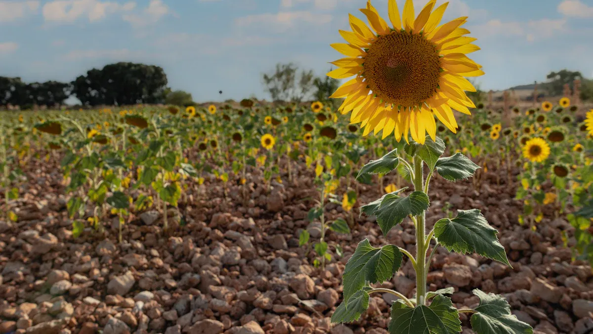 Pro Tips for Soil Enrichment