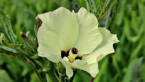 Fertilizing Okra Plants: Best Tips for Healthy and Bountiful Growth