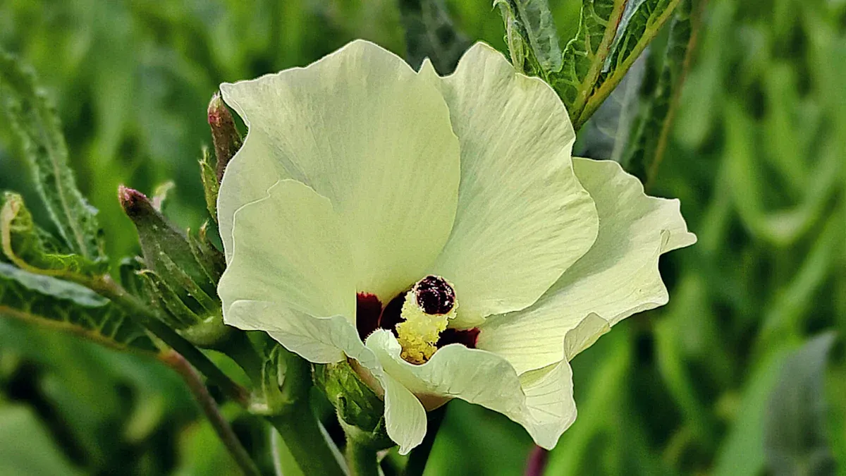 Fertilizing Okra Plants: Best Tips for Healthy and Bountiful Growth