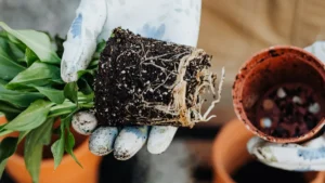 How to Repot Paddle Plant