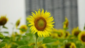Pro Tips to Grow Massive, Flowering Sunflowers