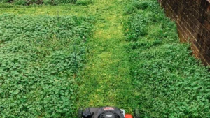 Types of Lawn Mowers: Reel, Rotary, & Robotic Guide