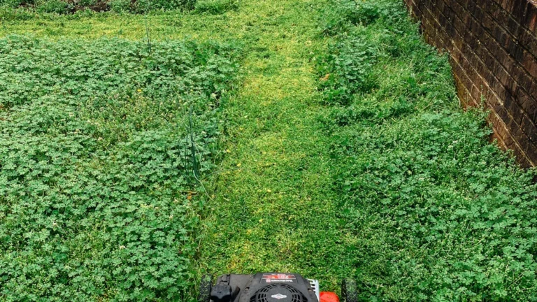 Types of Lawn Mowers: Reel, Rotary, & Robotic Guide