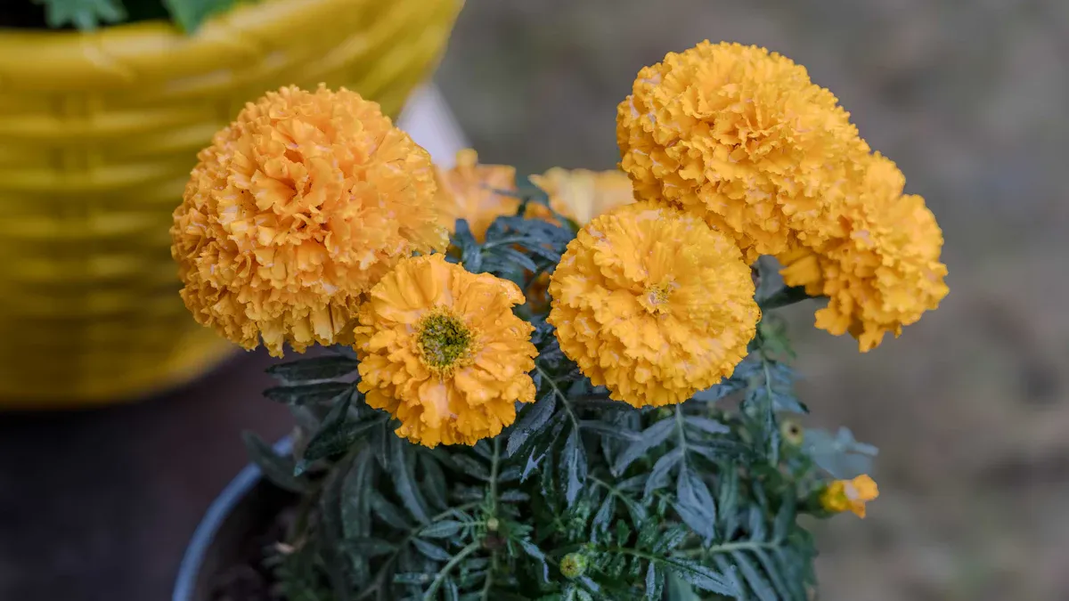 How to Grow Marigold Indoors: Care & Potting Tips