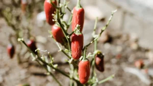 Goji Berry Plant Pests: Identifying and Treating Common Problems for a Bountiful Harvest