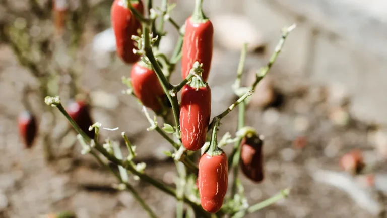 Goji Berry Plant Pests: Identifying and Treating Common Problems for a Bountiful Harvest