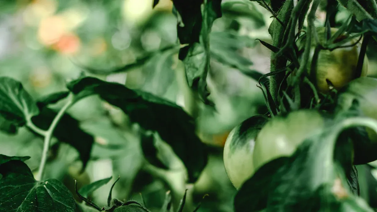 Symptoms of Squash Plant Diseases