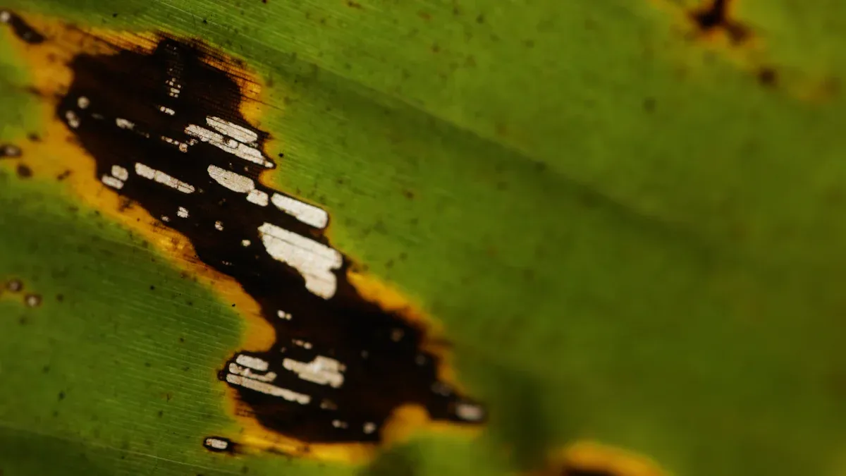 Key Diseases Affecting Banana Plants