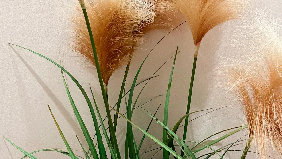 Planting Pampas Grass