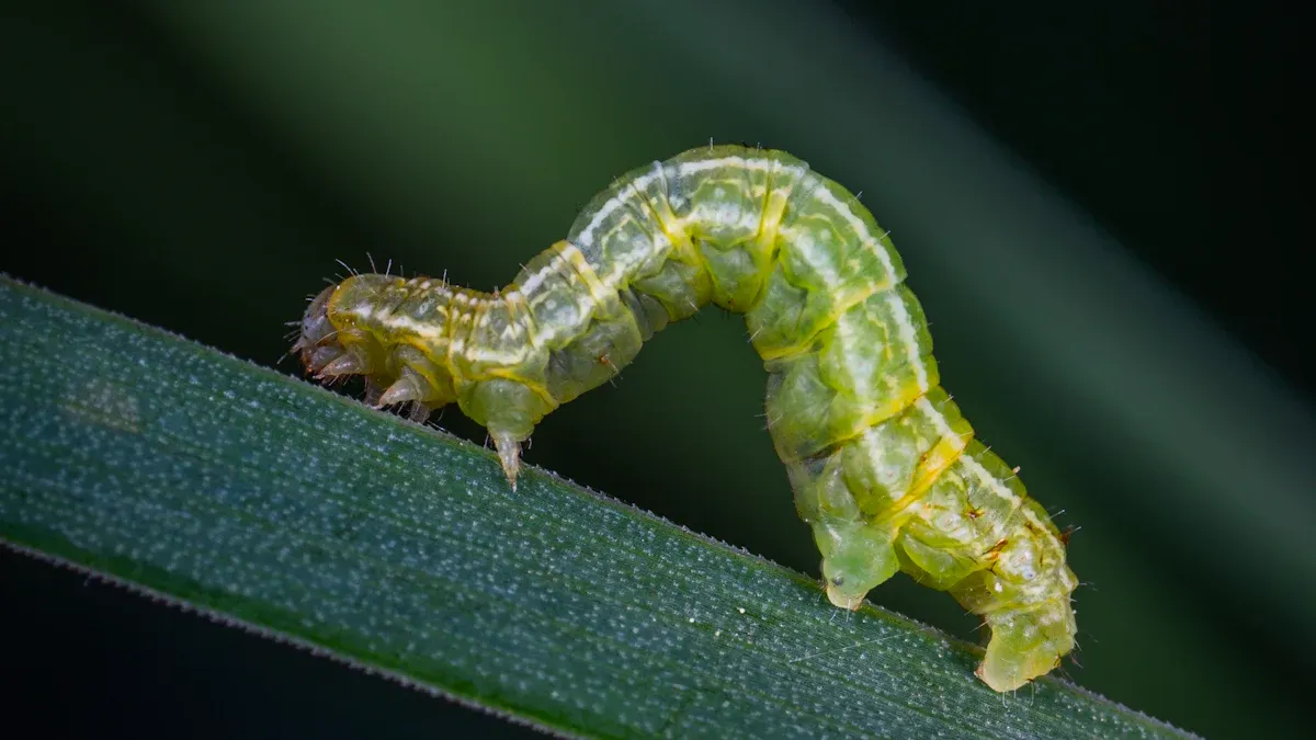 Caterpillar Identification