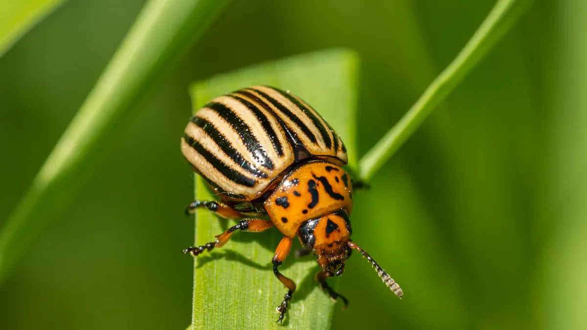 Colorado Potato Beetle