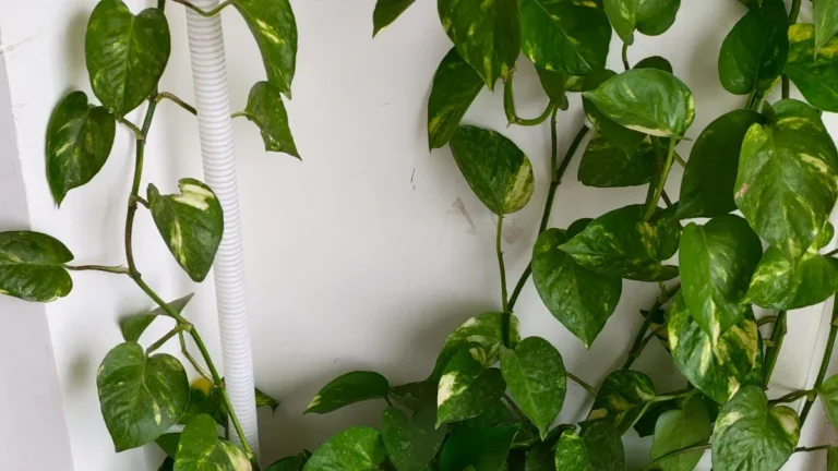 Identifying and Treating Common Money Plant Diseases